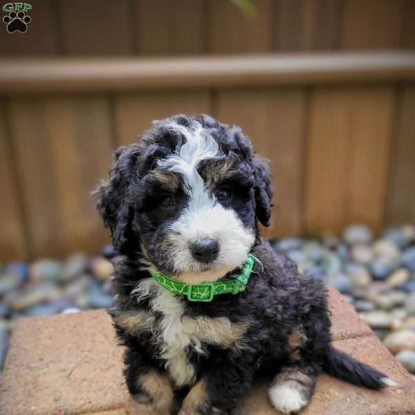 Marigold, Mini Bernedoodle Puppy