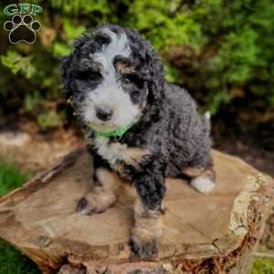 Marigold, Mini Bernedoodle Puppy