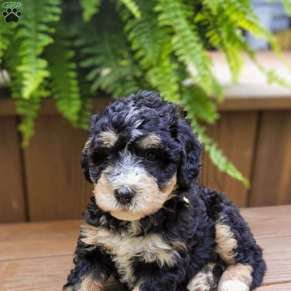 Daisy, Mini Bernedoodle Puppy