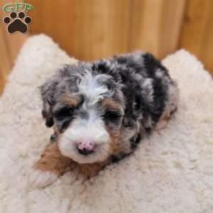 Brooke, Mini Bernedoodle Puppy