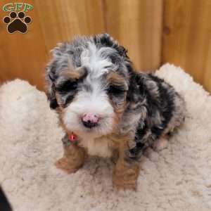 Brooke, Mini Bernedoodle Puppy