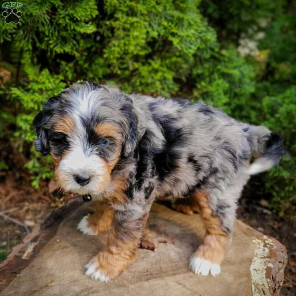 Ash, Mini Bernedoodle Puppy