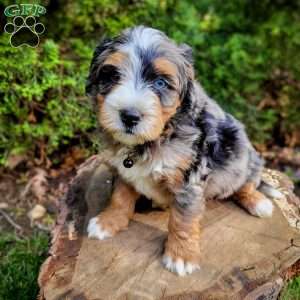 Ash, Mini Bernedoodle Puppy