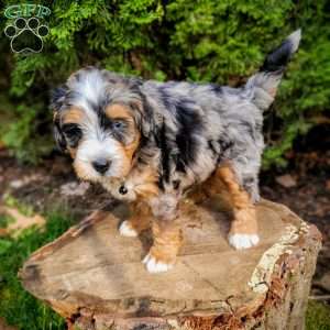 Ash, Mini Bernedoodle Puppy
