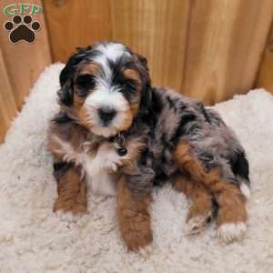 Ash, Mini Bernedoodle Puppy