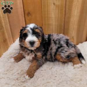 Ash, Mini Bernedoodle Puppy