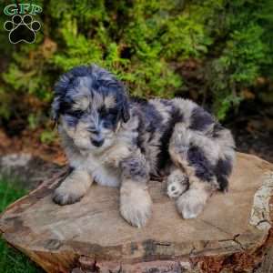 Jasmine, Mini Bernedoodle Puppy