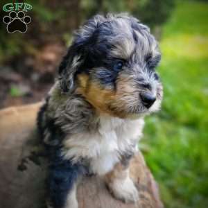 Jasmine, Mini Bernedoodle Puppy