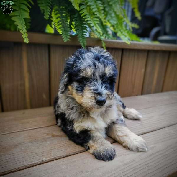 Jasmine, Mini Bernedoodle Puppy