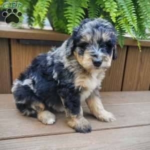Jasmine, Mini Bernedoodle Puppy