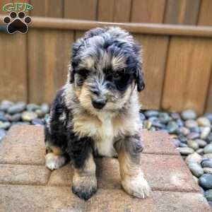 Jasmine, Mini Bernedoodle Puppy