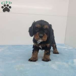 Cleason, Cavapoo Puppy