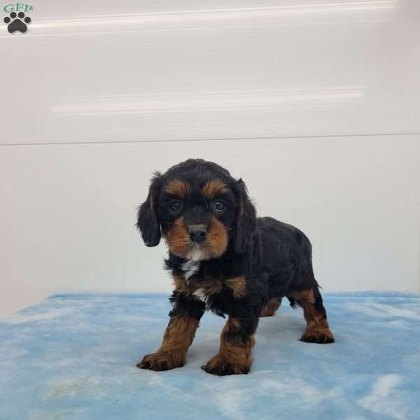 Cleason, Cavapoo Puppy