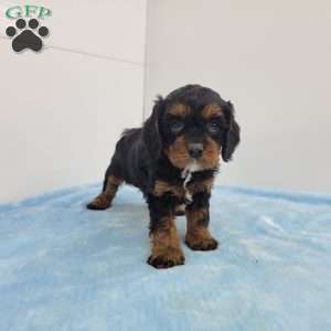 Cleason, Cavapoo Puppy
