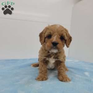 Clyde, Cavapoo Puppy