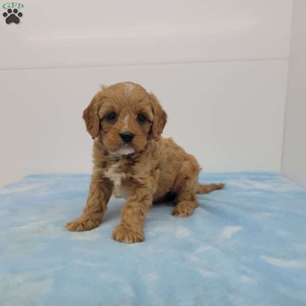 Clyde, Cavapoo Puppy