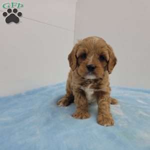 Clyde, Cavapoo Puppy