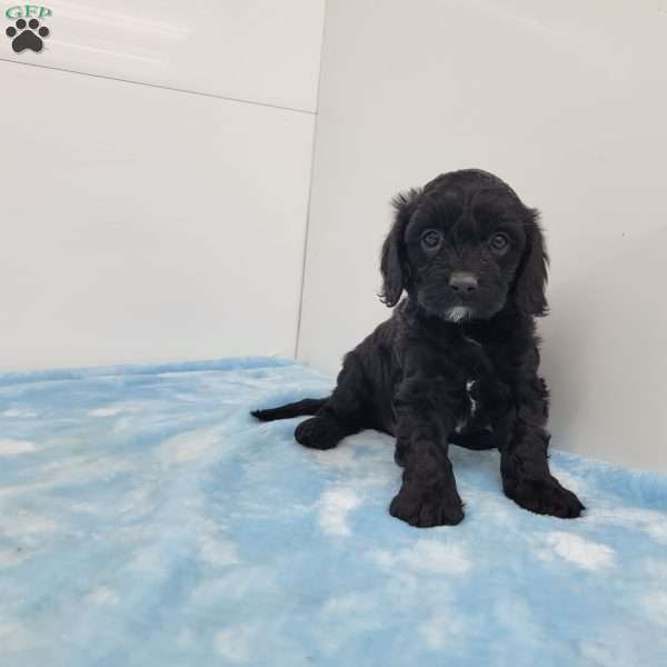 Curtis, Cavapoo Puppy