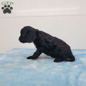 Curtis, Cavapoo Puppy