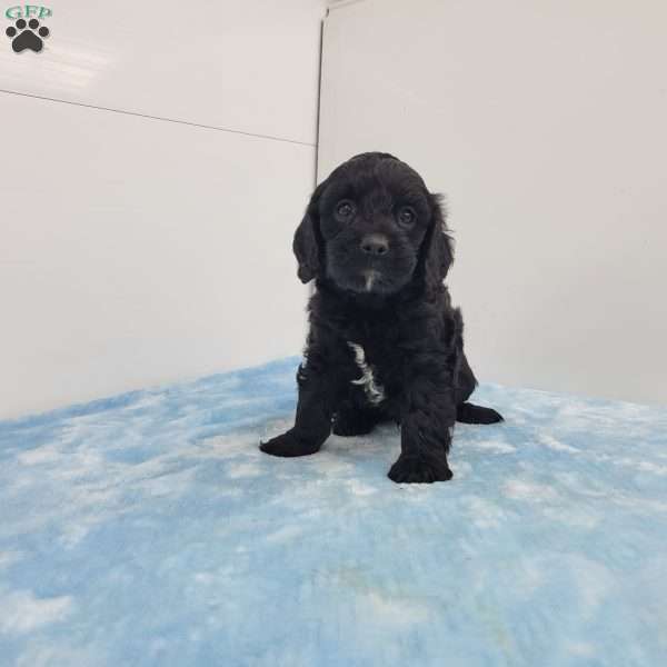 Curt, Cavapoo Puppy