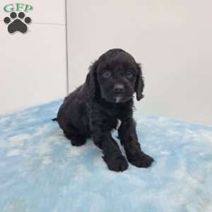 Curt, Cavapoo Puppy