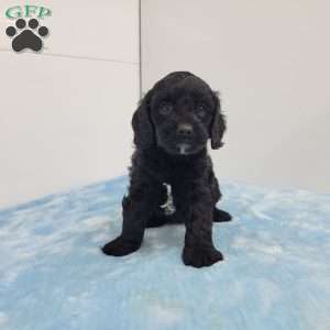 Curt, Cavapoo Puppy