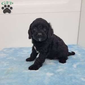 Curt, Cavapoo Puppy
