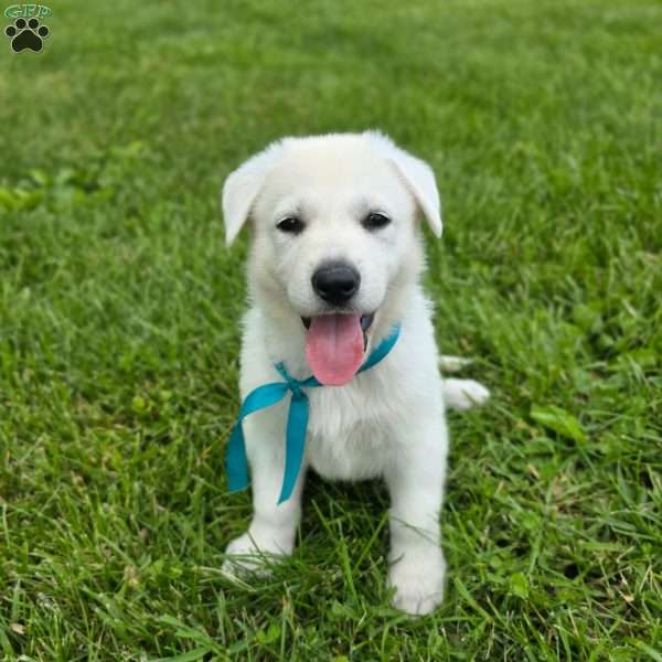 Jason, German Shepherd Puppy