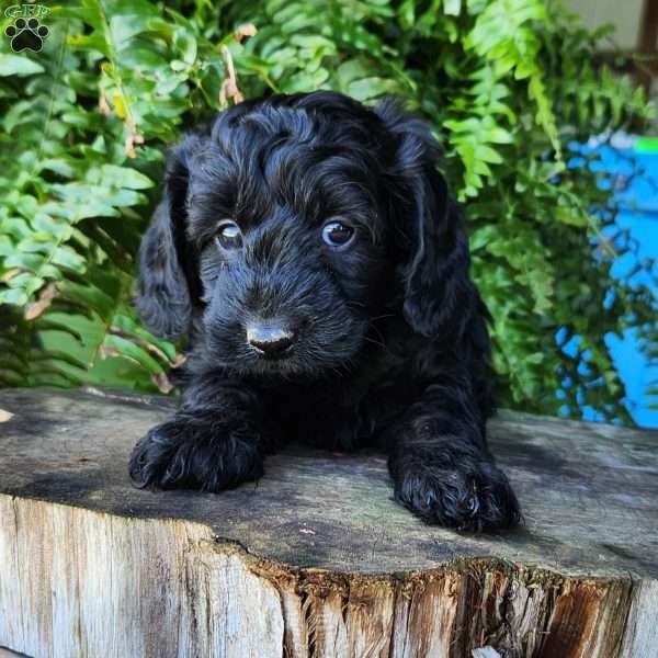River, Dachshund Mix Puppy