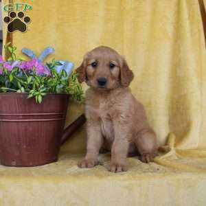 Daphne, Golden Retriever Puppy