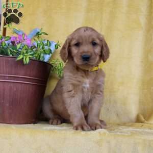 Davis, Golden Retriever Puppy