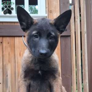 Jasper, Belgian Malinois Puppy