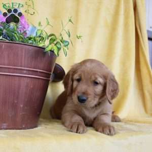 Dexter, Golden Retriever Puppy