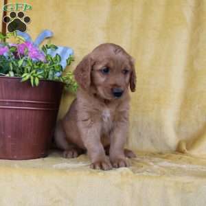 Davis, Golden Retriever Puppy