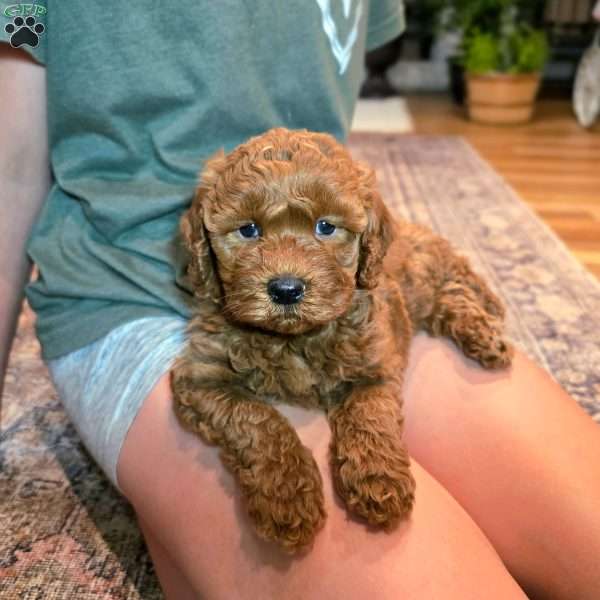 Hunter, Mini Goldendoodle Puppy
