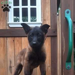 Callie, Belgian Malinois Puppy