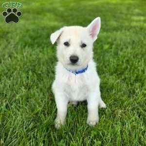 Jordan, German Shepherd Puppy