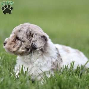 Hugo, Toy Poodle Puppy