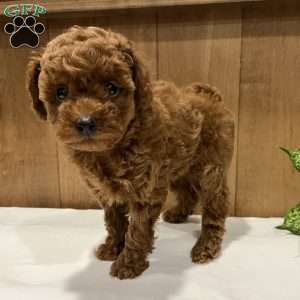 Primrose, Toy Poodle Puppy