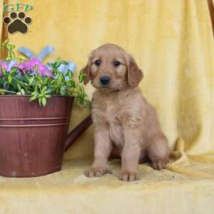 Daphne, Golden Retriever Puppy