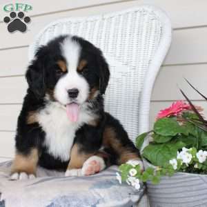 Rocky, Bernese Mountain Dog Puppy