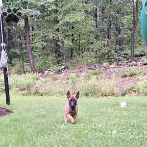 Ripp, Belgian Malinois Puppy