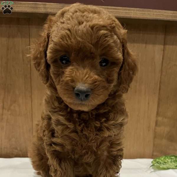 Poppy, Toy Poodle Puppy