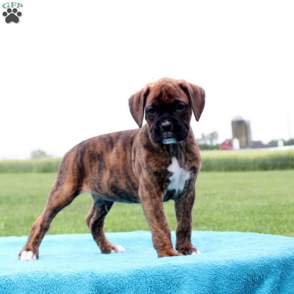 Three Musketeers, Boxer Puppy