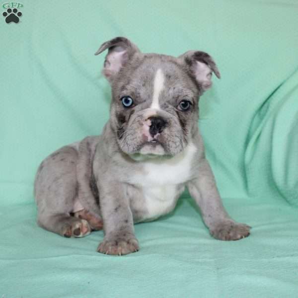 Rover, French Bulldog Puppy