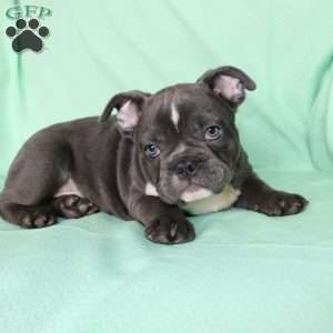 Roger, French Bulldog Puppy