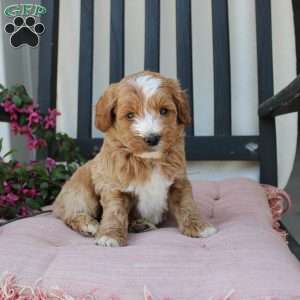 Randy, Mini Goldendoodle Puppy