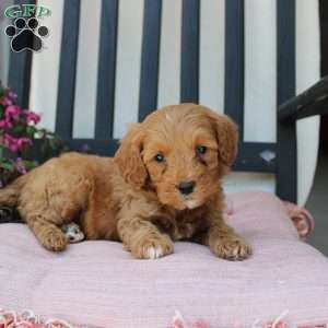 Ricky, Mini Goldendoodle Puppy
