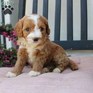 Rachel, Mini Goldendoodle Puppy