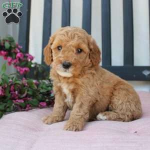 Rose, Mini Goldendoodle Puppy